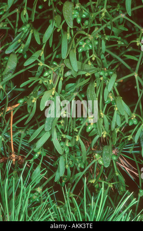 Mistel, Viscum Album. Mit Beeren. Parasiting eine Tanne Stockfoto