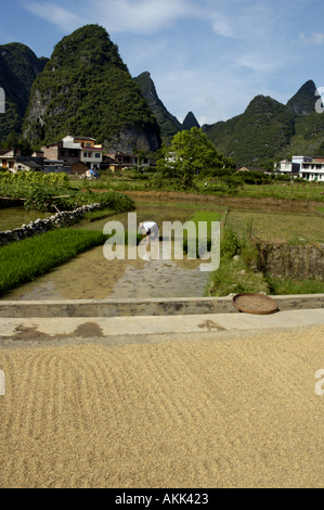 China-Guangxi-Yangshuo geernteten Reis Trocknen auf der Straße Stockfoto