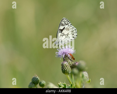 Männliche Schachbrettfalter Schmetterling Melanargia Galathea Fütterung auf eine schleichende Distel Stockfoto