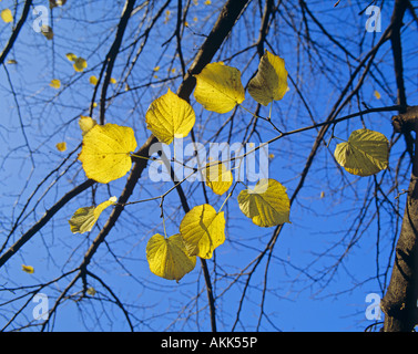 Herbstlaub am Hyde Park London England Stockfoto