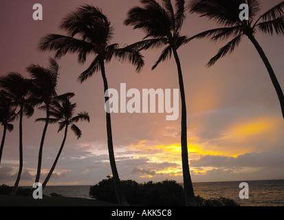 Sonnenuntergang und Palmen Bäume auf der Big Island von Hawaii, USA Stockfoto