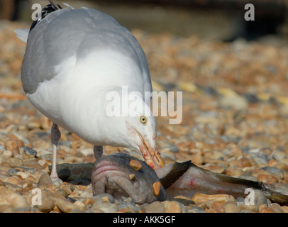 Ein Erwachsener Silbermöwe Larus Argentatus nimmt an der Spitze von einem Dorsch Stockfoto