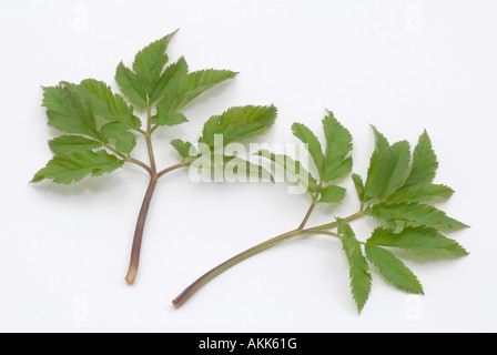 Boden-Holunder, Bischöfe Unkraut, Goutweed, Herb Gerard, Schnee in den Bergen (Aegopodium Podagraria), Blätter, Studio Bild Stockfoto