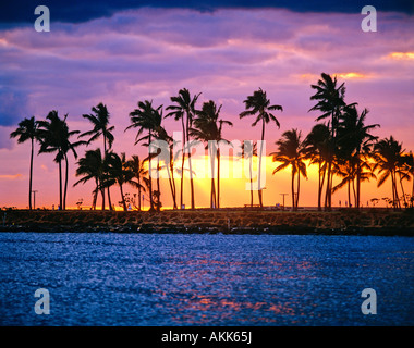 Der Sonnenuntergang über Palm trees Waikiki Honolulu Oahu Hawaii USA Stockfoto