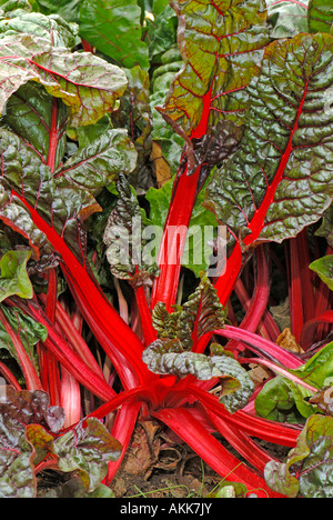 Mangold, Silverbeet, ewiger Spinat oder Mangold (Beta Vulgaris var. Cicla), Sorte: Rhubard Mangold Stockfoto