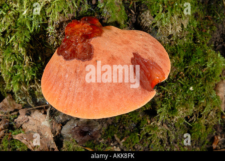 Beefsteak Pilz, Rusty Eiche Pilz (Fistulina Hepatica) Stockfoto