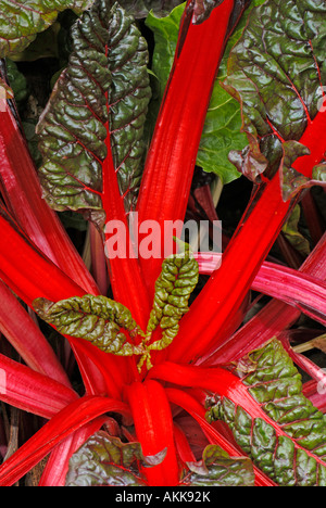 Mangold, Silverbeet, ewiger Spinat oder Mangold (Beta Vulgaris var. Cicla), Sorte: Rhubard Mangold Stockfoto