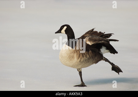 Kanada-Gans oder Branta Canadensis scheint ein Ballett, Yoga, Tanz, Skaten Umzug durchführen, Strecken oder auf einem Bein ausüben. Stockfoto