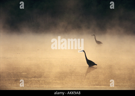 Zwei große blaue Reiher Ardea Herodias erscheinen, unisono zu waten, wie sie im Morgennebel jagen Stockfoto