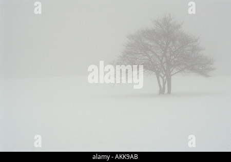 Eine einsame Weißdorn Baum im Nebel einen weichen Schatten auf die Schneedecke unten wirft immer noch winter Stockfoto