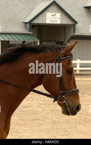 Pferd und Reiter geben Anzeigen im Kentucky Horse Center für Touristen zu sehen, USA Stockfoto