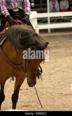 Pferd und Reiter geben Anzeigen im Kentucky Horse Center für Touristen zu sehen, USA Stockfoto