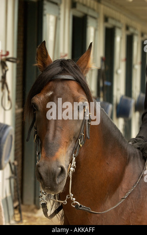 Pferd und Reiter geben Anzeigen im Kentucky Horse Center für Touristen zu sehen, USA Stockfoto