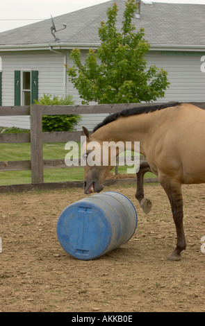 Buckskin Appaloosa Hengst laufen und spielen mit Zylinder und Kugel Stockfoto