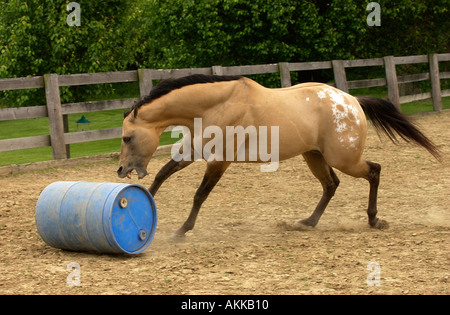 Buckskin Appaloosa Hengst laufen und spielen mit Zylinder und Kugel Stockfoto