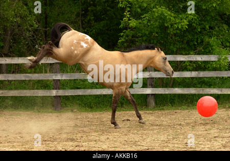 Buckskin Appaloosa Hengst laufen und spielen mit Zylinder und Kugel Stockfoto