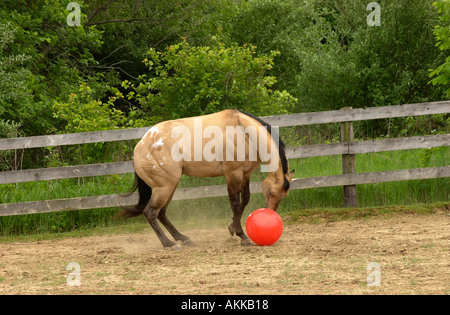 Buckskin Appaloosa Hengst laufen und spielen mit Zylinder und Kugel Stockfoto