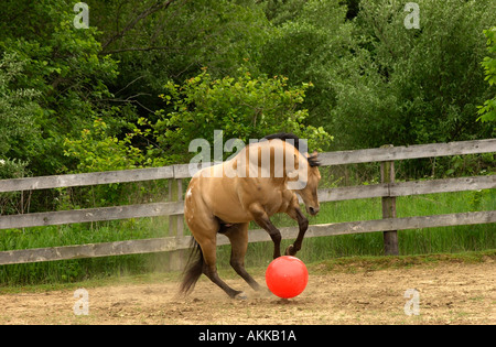 Buckskin Appaloosa Hengst laufen und spielen mit Zylinder und Kugel Stockfoto