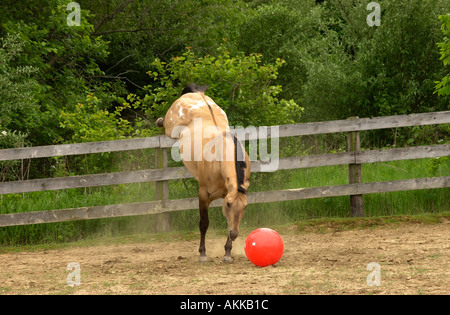 Buckskin Appaloosa Hengst laufen und spielen mit Zylinder und Kugel Stockfoto