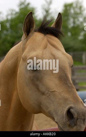 Buckskin Appaloosa Hengst Stockfoto