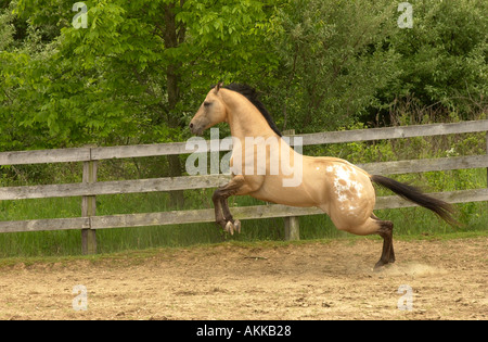 Buckskin Appaloosa Hengst laufen und spielen mit Zylinder und Kugel Stockfoto