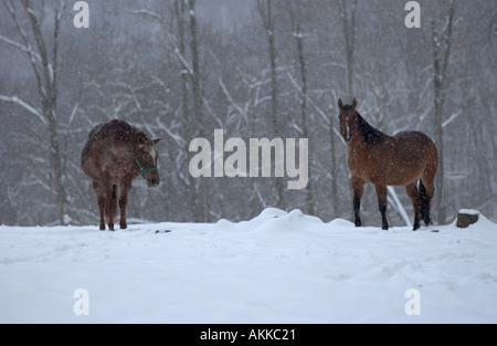 Pferde im Feld während eines Schneesturms Stockfoto