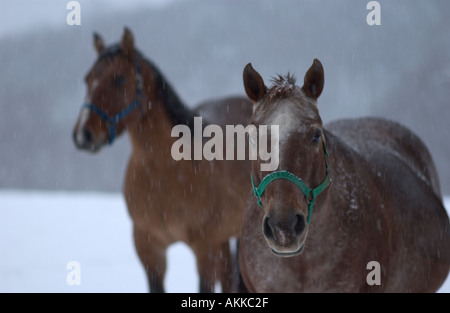 Pferde im Feld während eines Schneesturms Stockfoto