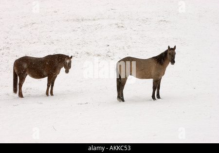 Pferde im Feld während eines Schneesturms Stockfoto