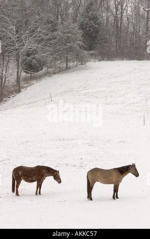 Pferde im Feld während eines Schneesturms Stockfoto