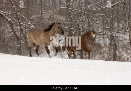 Pferde im Feld während eines Schneesturms Stockfoto