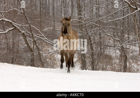 Pferde im Feld während eines Schneesturms Stockfoto