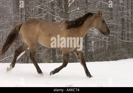 Pferde im Feld während eines Schneesturms Stockfoto