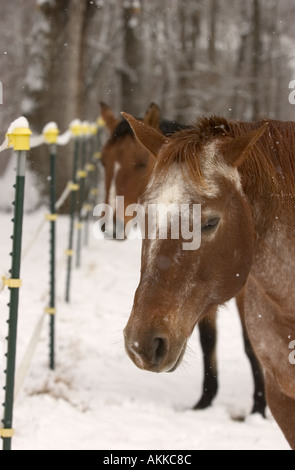 Pferde im Feld während eines Schneesturms Stockfoto