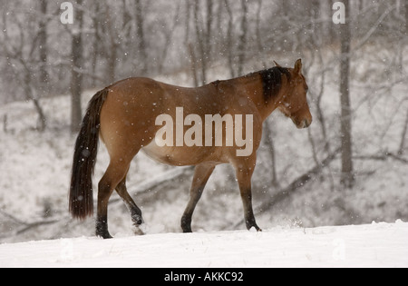 Pferde im Feld während eines Schneesturms Stockfoto