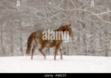 Pferde im Feld während eines Schneesturms Stockfoto