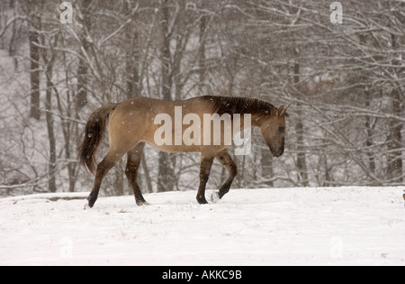 Pferde im Feld während eines Schneesturms Stockfoto