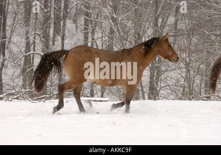 Pferde im Feld während eines Schneesturms Stockfoto