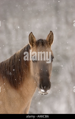 Pferde im Feld während eines Schneesturms Stockfoto