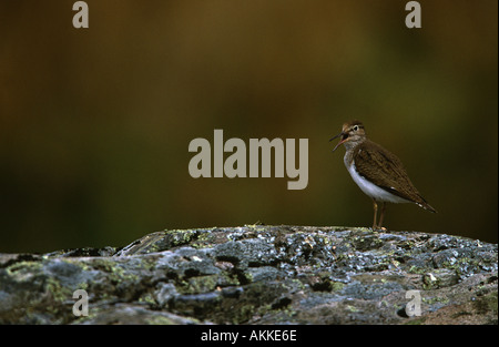 Gemeiner Sandpiper Actitis hypoleucos, Erwachsene Vogel singen neben einem kleinen Fluss in einem Tal, Wales, Großbritannien Stockfoto