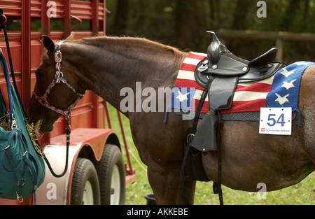 Appaloosa-Stute mit Sattel und Texas Flagge Decke gebunden zu einem Anhänger Heu aus einem Beutel Heu auf einem Pferd Messe Essen Stockfoto