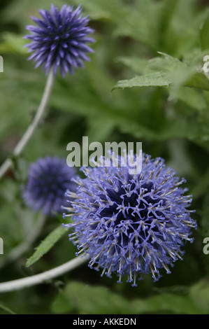 Schönen blauen und violetten feinen Samen Kopf mit großen Bereichen der Kopie Raum Stockfoto