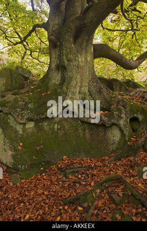 Buche Fagus Sylvaticus Padley Schlucht Derbyshire Herbst Stockfoto