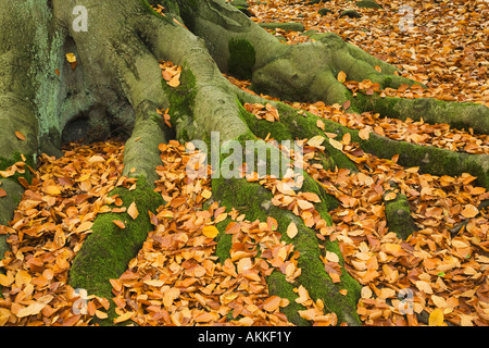 Buche Fagus Sylvaticus Wurzeln Padley Schlucht Derbyshire Herbst Stockfoto