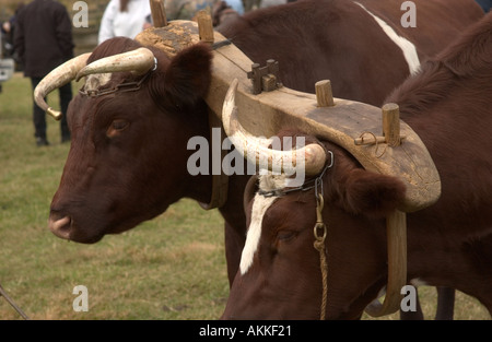 Zwei Stiere gemeinsam genutzt für Anzeigen für Touristen auf dem Ferrum-festival Stockfoto