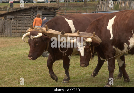 Zwei Stiere gemeinsam genutzt für Anzeigen für Touristen auf dem Ferrum-festival Stockfoto