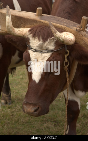 Zwei Stiere gemeinsam genutzt für Anzeigen für Touristen auf dem Ferrum-festival Stockfoto