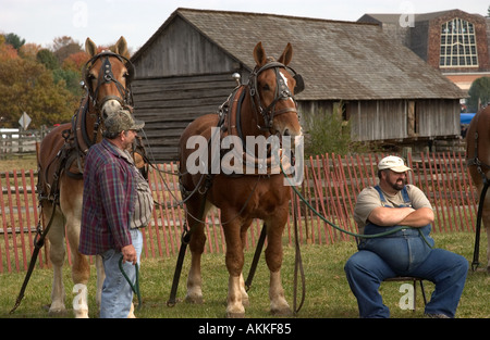 Pferd-Teams am Pferd ziehen Wettbewerb auf dem Ferrum-festival Stockfoto