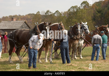 Pferd-Teams am Pferd ziehen Wettbewerb auf dem Ferrum-festival Stockfoto