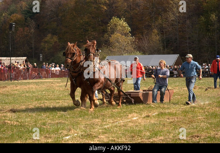 Pferd-Teams am Pferd ziehen Wettbewerb auf dem Ferrum-festival Stockfoto