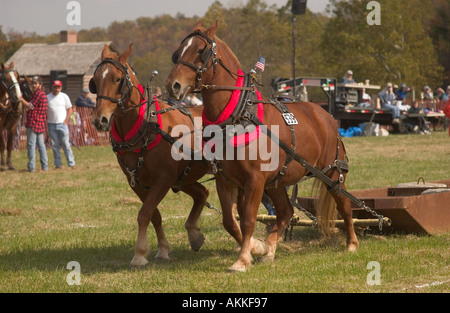 Pferd-Teams am Pferd ziehen Wettbewerb auf dem Ferrum-festival Stockfoto